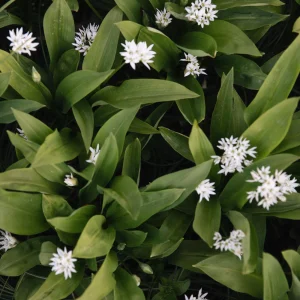 Ail des ours (Allium ursinum) BIO - 5 tubercules