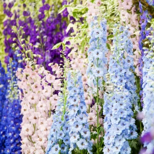 Delphinium Imperialis (pied d'alouette) - Mélange impérial