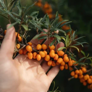 Châtaignier à tige basse BIO