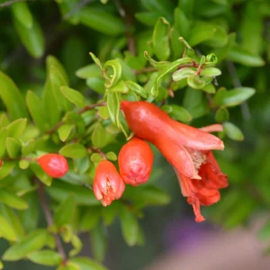 Dwerggranaatappel_Nana_2.pngv1739483932 Grenadier nain 'Nana'