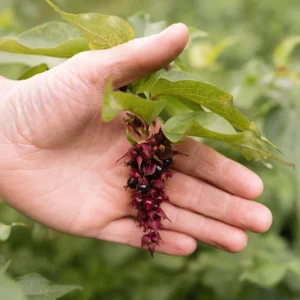 Baie de faisan - Racines nues