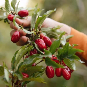 Gele_kornoelje_Swietljaczok.pngv1725359222 Cornouiller à baies rouges 'Elegantnyj'