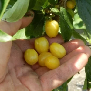 Gelekornoelje_Jantarnyj.pngv1725359086 Cornouiller à baies jaunes 'Neshny'