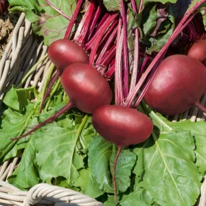 Betterave noire d'Egypte