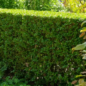 Haie de Troènes verts