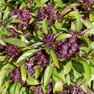 Basilic Thai Siam Queen