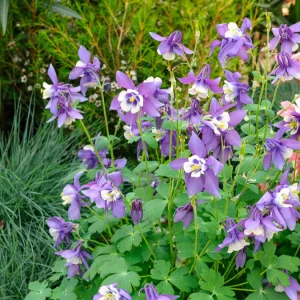 3 Ancolies Blue Star