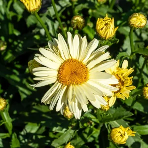 2 Marguerites d'été Banana Cream