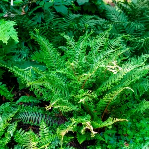 Fausse fougère mâle Cristata Angustata