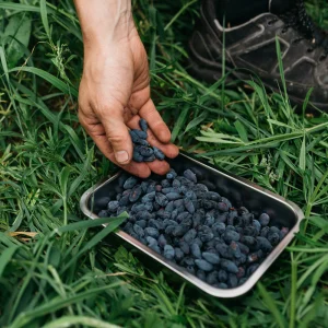 Biologie du chèvrefeuille 'Altaj' - Précoce
