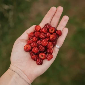 Baies de vigne japonaises BIO