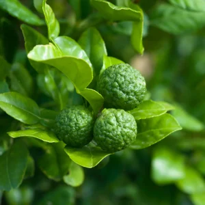 Kaffirlimoen.pngv1742385497 Citron vert kaffir - Citrus hystrix