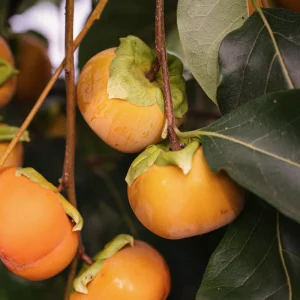 Poire Nashi 'Hayatama'