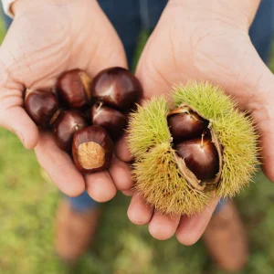 Châtaignier à tige basse BIO
