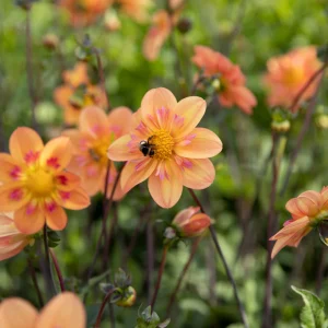 Dahlia 'Kelsey Annie Joy'