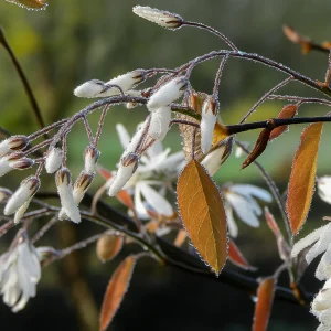 Amélanchier 'Princesse Diana'