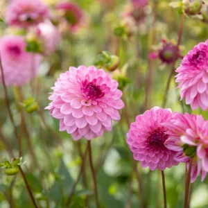 Dahlia 'Le rêve de Lenny'