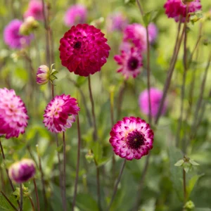 Dahlia 'Petit Robert'