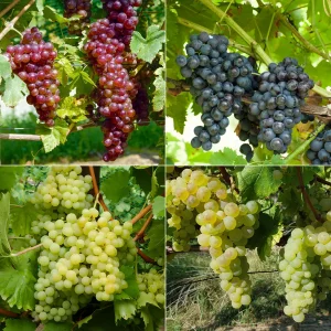 Collection de 4 vignes