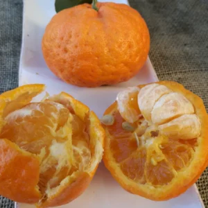 Mandarijn-_Changsha_8516136b-6c73-4de9-8761-d40e52ebc851.pngv1725282691 mandarinier 'Changsha'