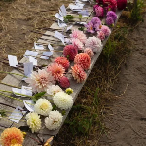 Coffret Dahlia XXXXL (avec nos 56 variétés)