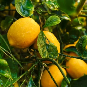 Meyercitroen-CitrusxMeyeri.pngv1739483796 Citron Meyer - Citrus x Meyeri