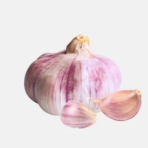 Ail Plante Pourpre 'Morado' (hardneck) BIO