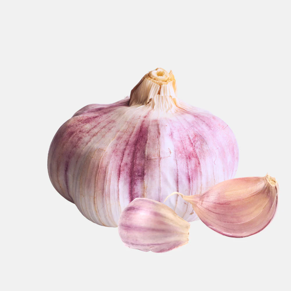 Ail Plante Pourpre 'Morado' (hardneck) BIO