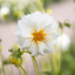 Dahlia 'Myama Fubuki'