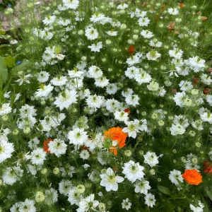 Nigella damascena (demoiselle dans le vert) - 'Albion Black Pod'