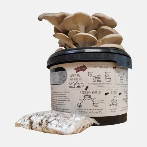 'Herbe Cola' 'Herbe citronnée' en pot de 9 cm Artemisia abrotanum