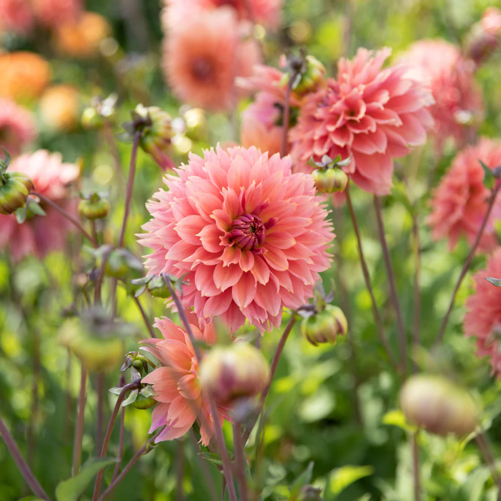 Dahlia 'Orange Fubuki' – Image 3