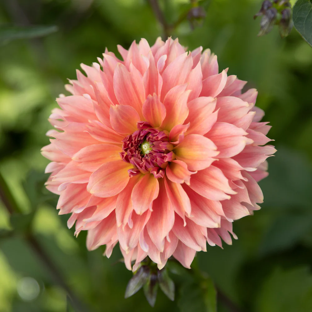Dahlia 'Orange Fubuki'