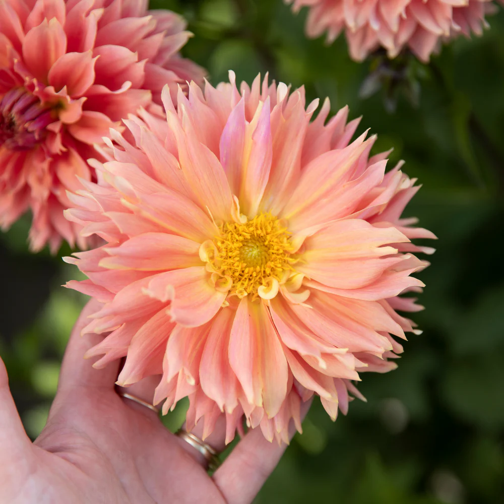 Dahlia 'Orange Fubuki' – Image 2