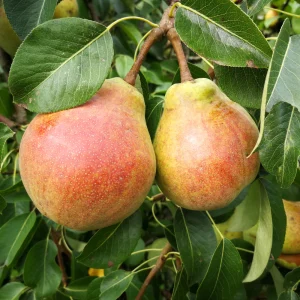 Poirier basse tige 'Bonne Louise d'Avranches' BIO