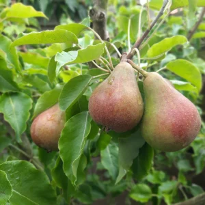 Poirier à tige basse 'Doyenné du Comice' BIO