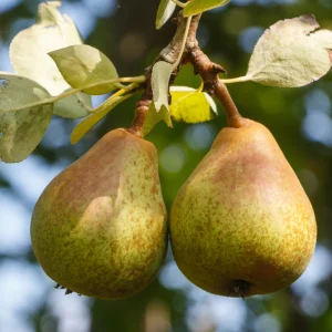 Poirier à tige basse 'Charneux' BIO