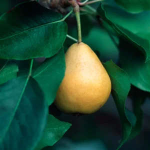 Poirier à tige basse 'Williams' BIO