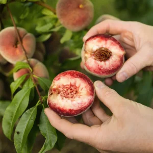 Pêcher tige basse - 80cm de haut - pot de 5 litres
