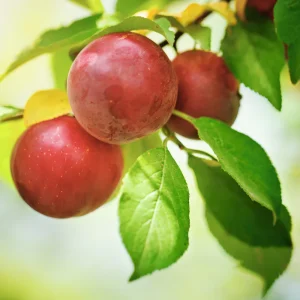 prunier russe 'Zurna'