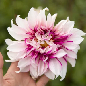 Dahlia 'Radegast'