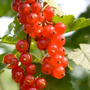 Groseille rouge 'Jokheer van Tets' BIO