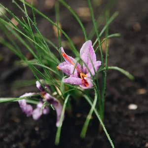 Crocus safran (Crocus sativus)
