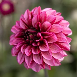 Dahlia 'Espoir des aînés'