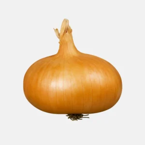 Planter l'oignon 'Stuttgarter' BIO