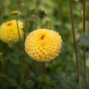 Dahlia 'Sunny Boy'
