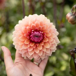 SweetSanne_4.pngv1765215355 Dahlia 'Sweet Sanne'