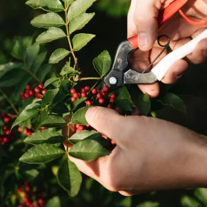 Poivre du Sichuan - Racines nues