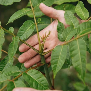 Arbre à soupe à l'oignon BIO