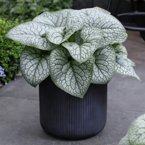 Myosotis du Caucase Jack of Diamonds